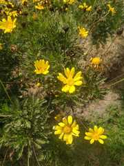Euryops pectinatus pectinatus