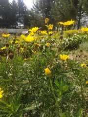 Euryops pectinatus pectinatus