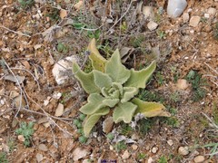 Verbascum rotundifolium