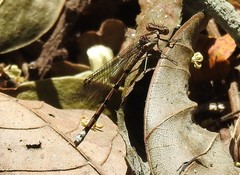 Argia elongata