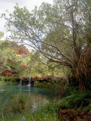 Ficus brachypoda
