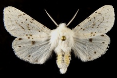 Spilosoma dubia