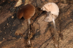 Pluteus seticeps