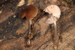 Pluteus seticeps