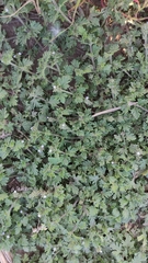 Glandularia quadrangulata