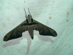 Adhemarius sexoculata