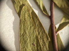 Comandra umbellata pallida