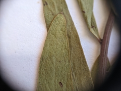 Comandra umbellata pallida