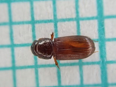 Pleurophorus