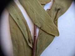 Comandra umbellata pallida