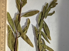 Comandra umbellata pallida