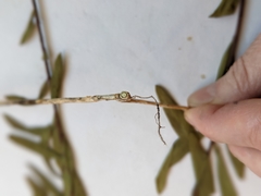 Comandra umbellata pallida