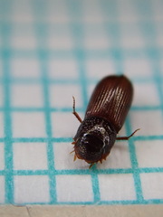 Pleurophorus