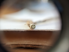 Comandra umbellata pallida