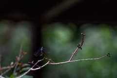 Micrathyria ocellata