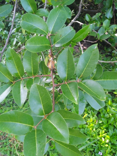 Cedar Mangrove (Xylocarpus moluccensis) · iNaturalist