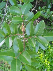 Xylocarpus moluccensis