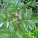 Cedar Mangrove - Photo (c) Steve Fitzgerald, some rights reserved (CC BY-SA), uploaded by Steve Fitzgerald