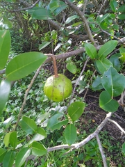 Xylocarpus moluccensis