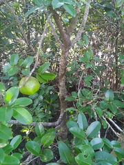 Xylocarpus moluccensis