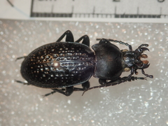 Carabus cavernosus variolatus