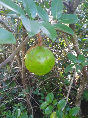 Image of Xylocarpus moluccensis by (c) Steve Fitzgerald, some rights reserved (CC BY-SA)