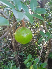 Xylocarpus moluccensis