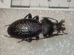 Carabus cavernosus variolatus
