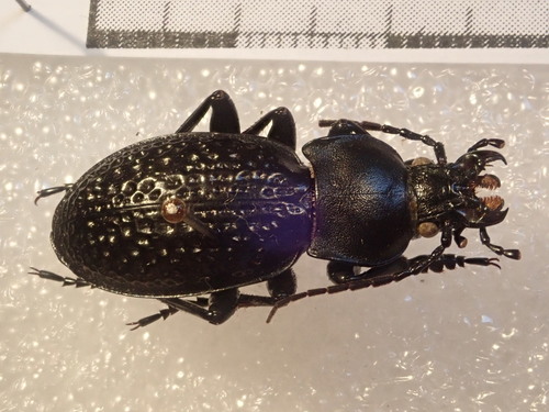 Carabus cavernosus variolatus