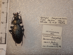 Carabus cavernosus variolatus