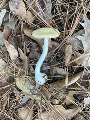 Amanita