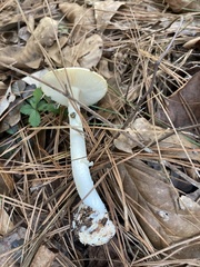 Amanita