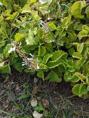 Plectranthus ciliatus