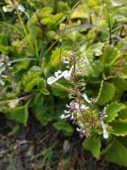 Plectranthus ciliatus