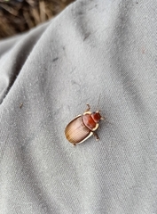 Paropsisterna subcostata