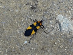 Oncopeltus orourkeae