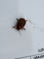 Paropsisterna subcostata