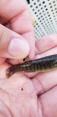 Fundulus confluentus