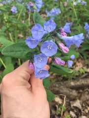 Mertensia virginica
