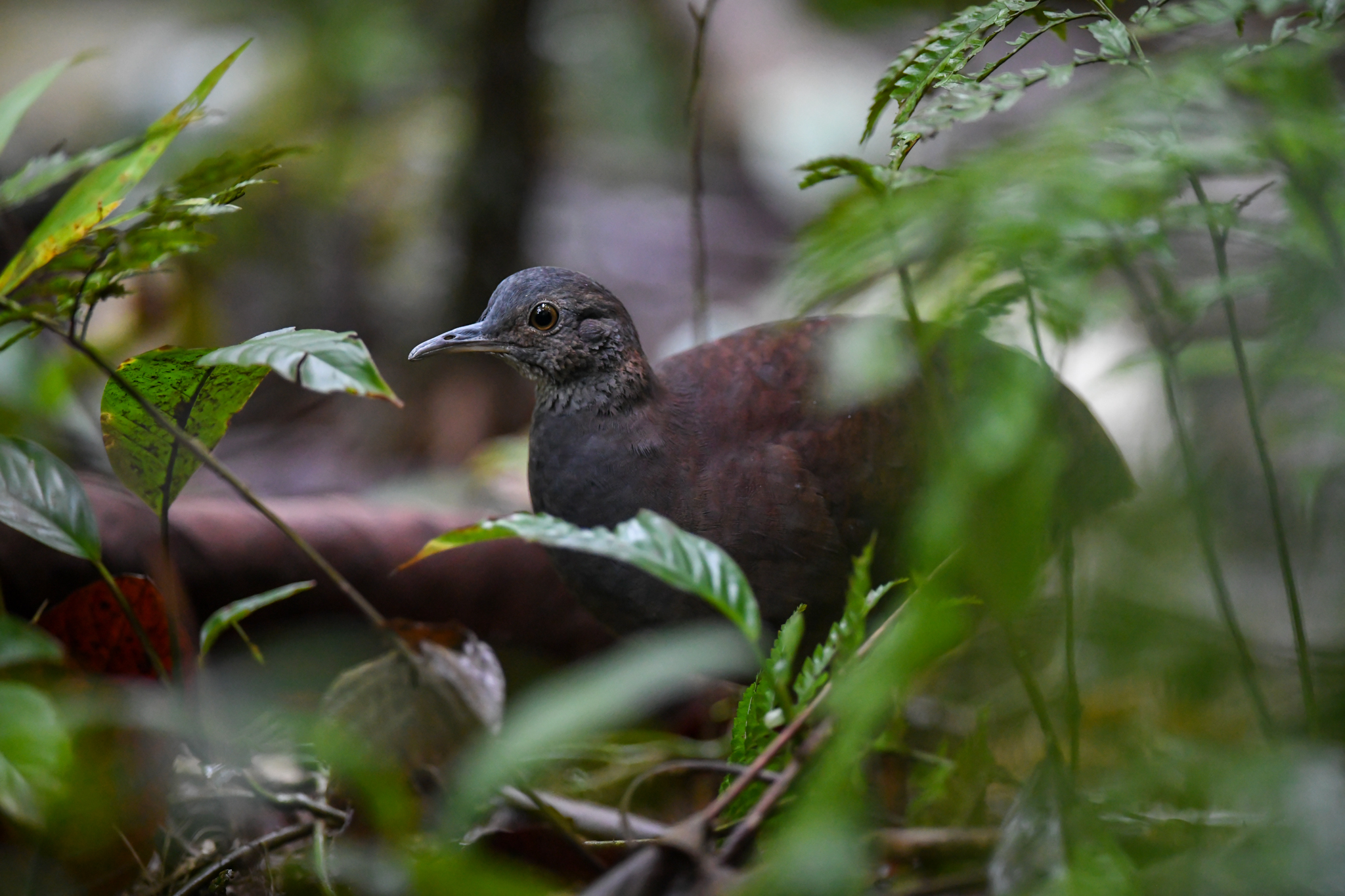 Slaty-breasted Tinamou (Crypturellus boucardi), photo 2