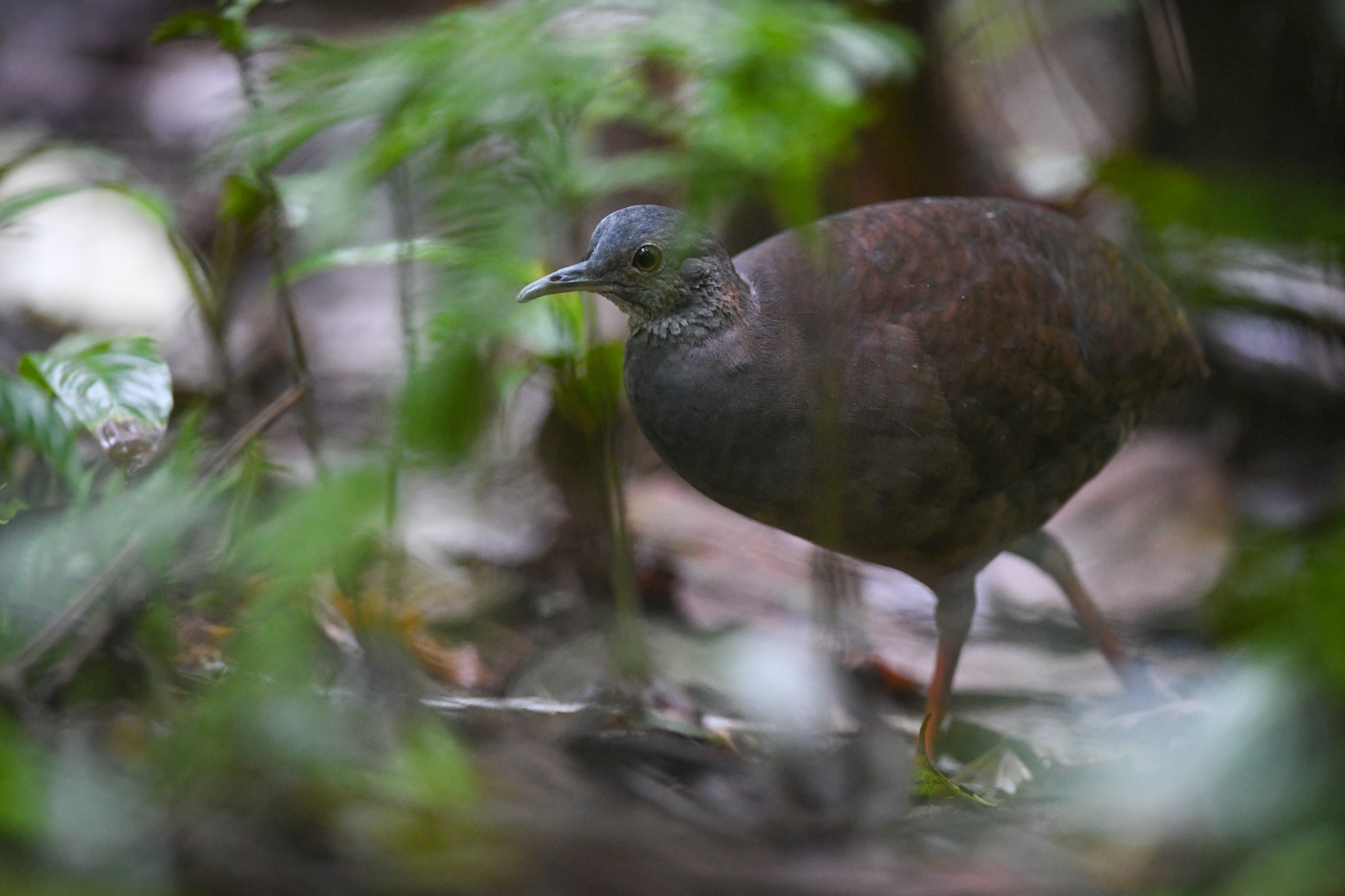 Slaty-breasted Tinamou (Crypturellus boucardi), photo 3