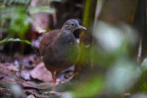 Slaty-breasted Tinamou (Crypturellus boucardi), photo 10