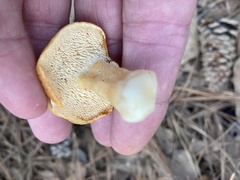 Hydnum