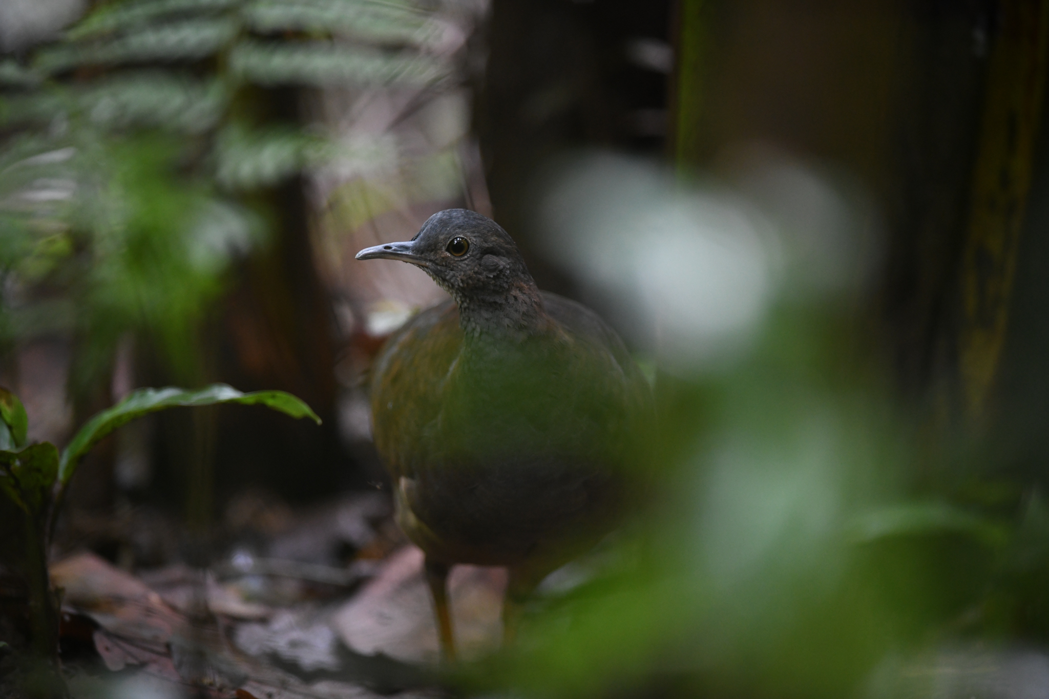 Slaty-breasted Tinamou (Crypturellus boucardi), photo 4