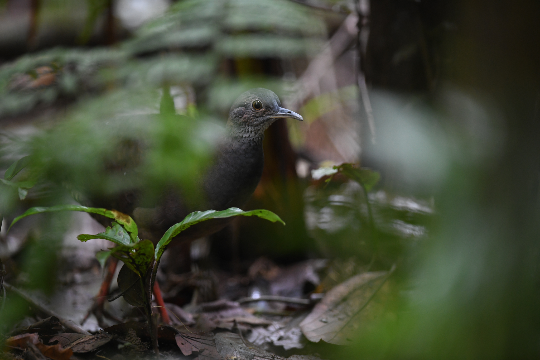 Slaty-breasted Tinamou (Crypturellus boucardi), photo 5
