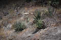 Agave difformis