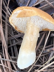 Hydnum