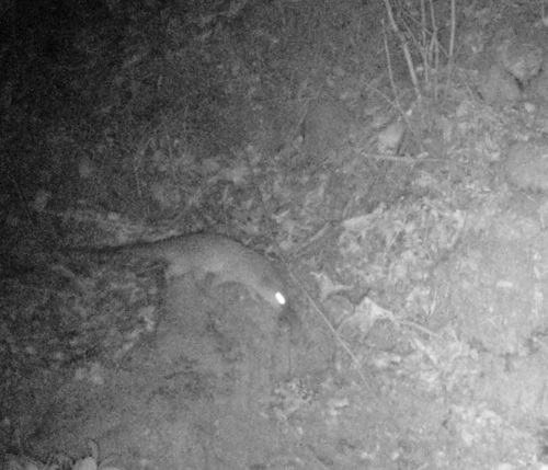 Massoia's Water Opossum (Lutreolina massoia) — Least Concern Mammalia