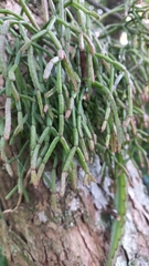 Rhipsalis teres