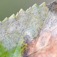 Microsphaeropsis ulmicola